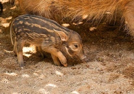 The young animal with its mother in the background.